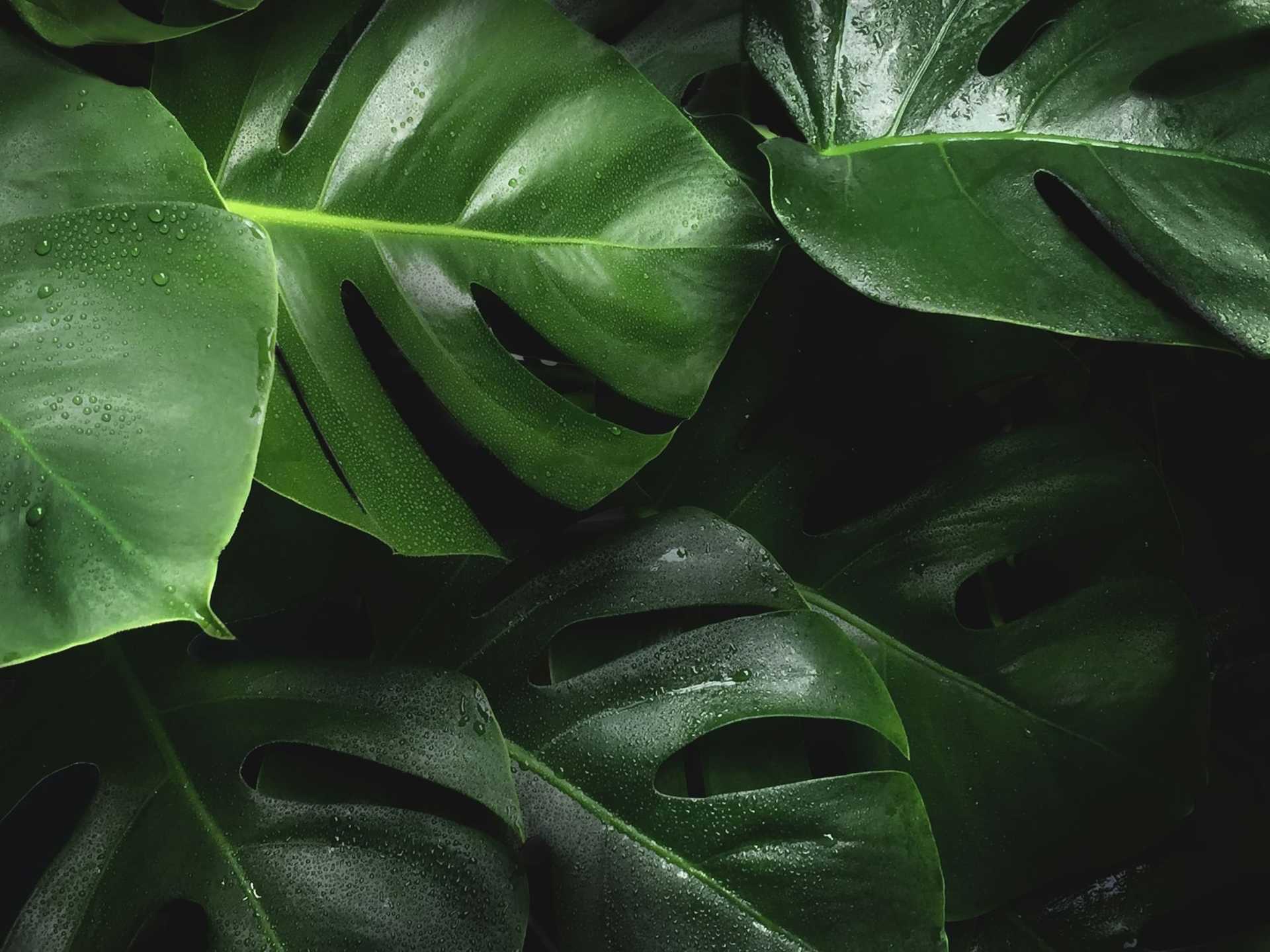 Close-up of lush, green Monstera leaves with dew drops.
